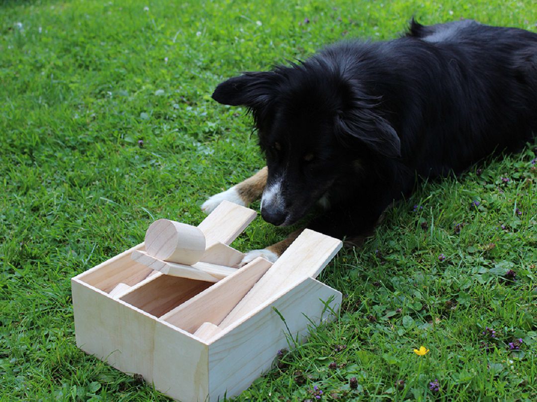 Lernspielzeug für Hunde, Hundepiano, Holz PR-I6 Lernspielzeug für Hunde, Hundepiano, Holz PR-I6