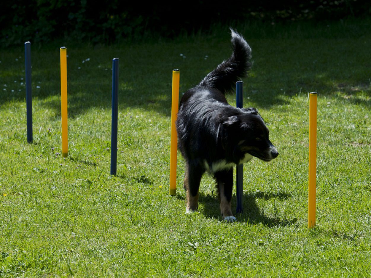 Agilty Set für Hunde, Hürden- und Stangen-Set, Hundetraining, Hundesport PR-SAD2037-P Agilty Set für Hunde, Hürden- und Stangen-Set, Hundetraining, Hundesport PR-SAD2037-P